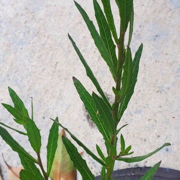 Oenothera gaura ഇല