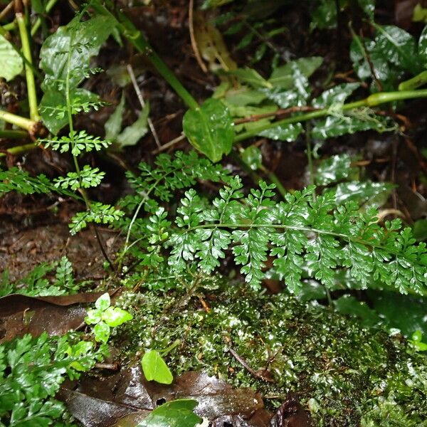 Asplenium abyssinicum Leaf