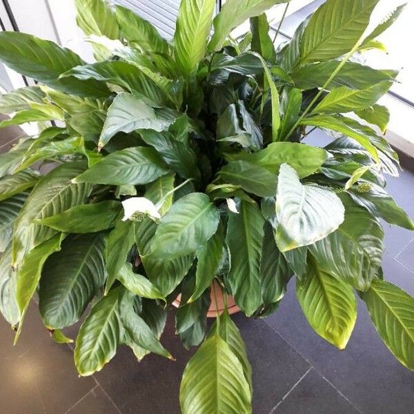 Spathiphyllum wallisii Buveinė