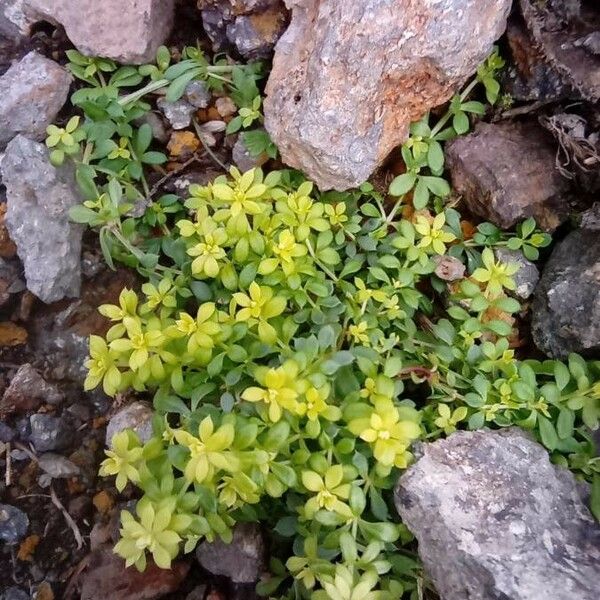 Sedum sarmentosum Folha