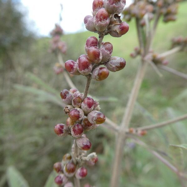 Vitex agnus-castus ᱡᱚ