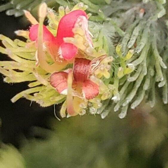 Adenanthos sericeus Цветок