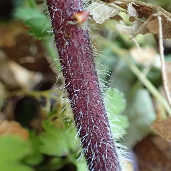 Chaerophyllum temulum Casca