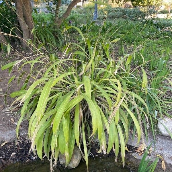 Setaria palmifolia Fulla