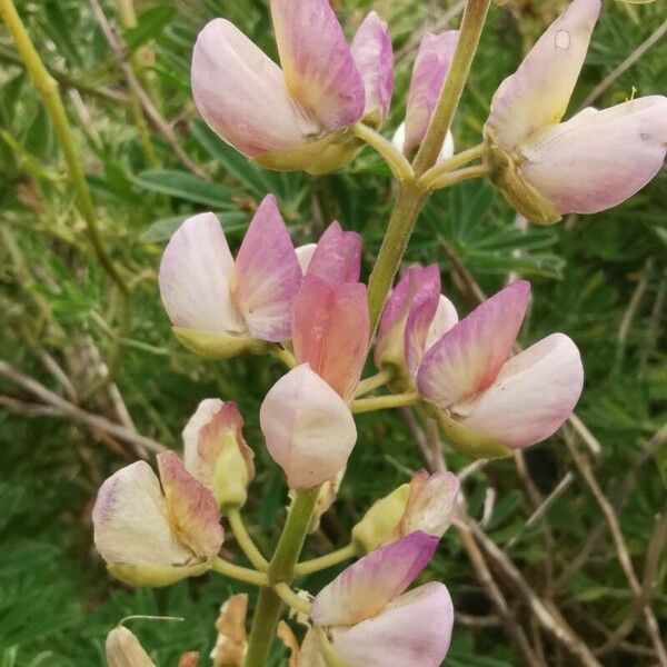 Lupinus albus Blomst