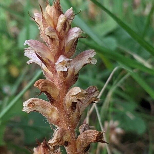 Orobanche minor Цвят