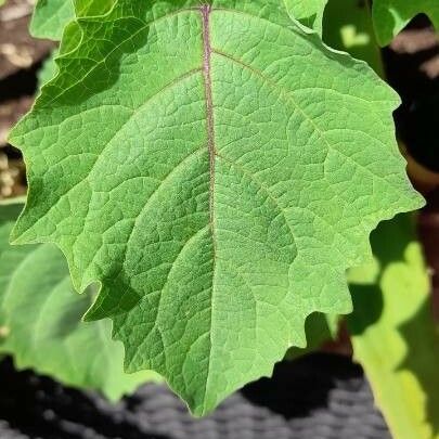 Physalis pubescens List