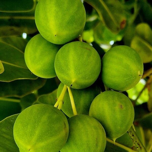 Calophyllum inophyllum Froito