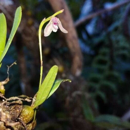 Bulbophyllum minutum Цвят