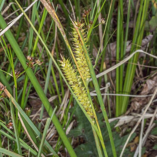 Carex rostrata Kvet