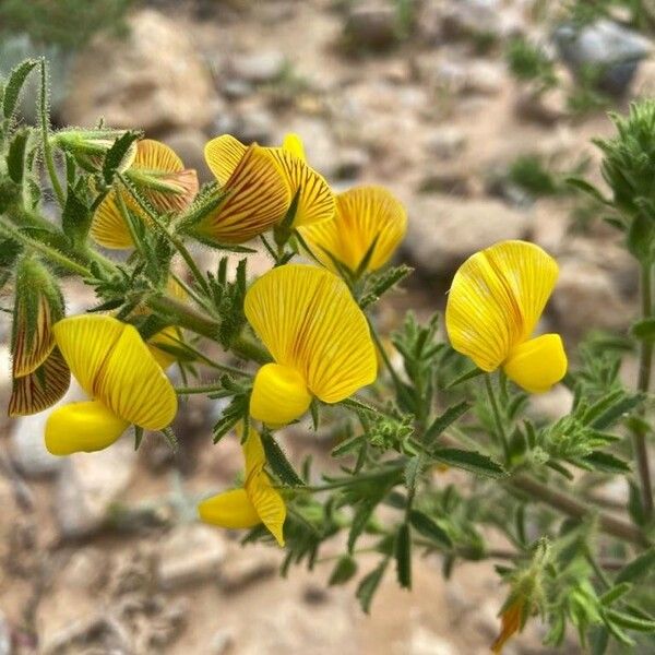 Ononis natrix Flower