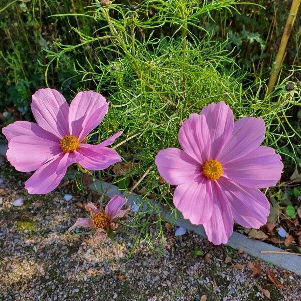 Cosmos bipinnatus عادت