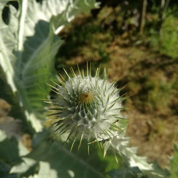 Onopordum acanthium Flower