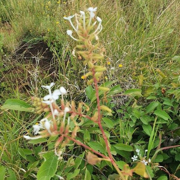 Plumbago zeylanica অভ্যাস