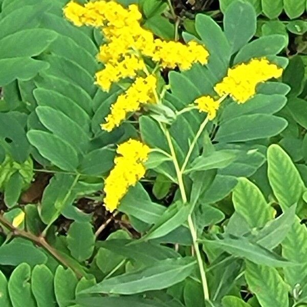 Solidago juncea 花