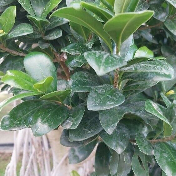 Ficus microcarpa Feuille