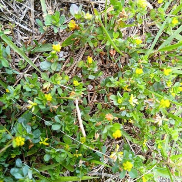 Trifolium dubium Kukka