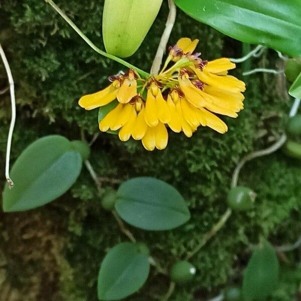 Bulbophyllum longiflorum फूल