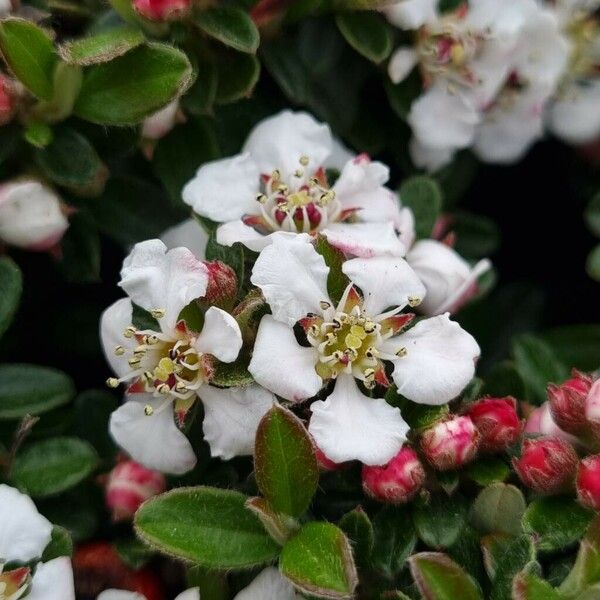 Cotoneaster dammeri Цвят