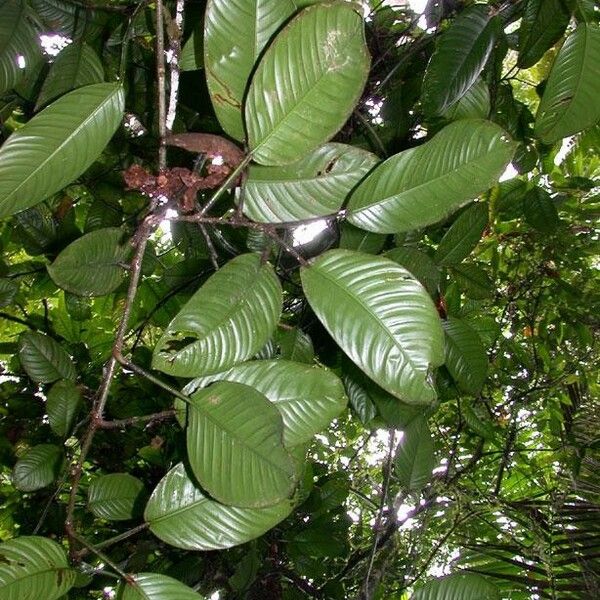 Philodendron alliodorum Inny