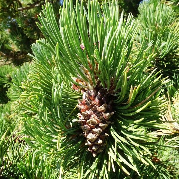 Pinus mugo その他の提案