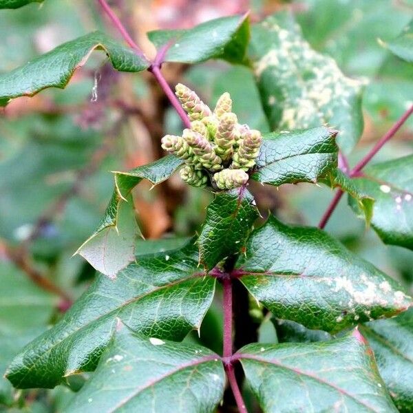 Berberis aquifolium 叶