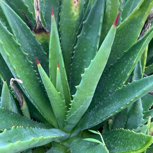 Agave decipiens Blad