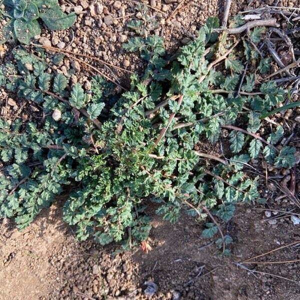 Erodium cicutarium Bark