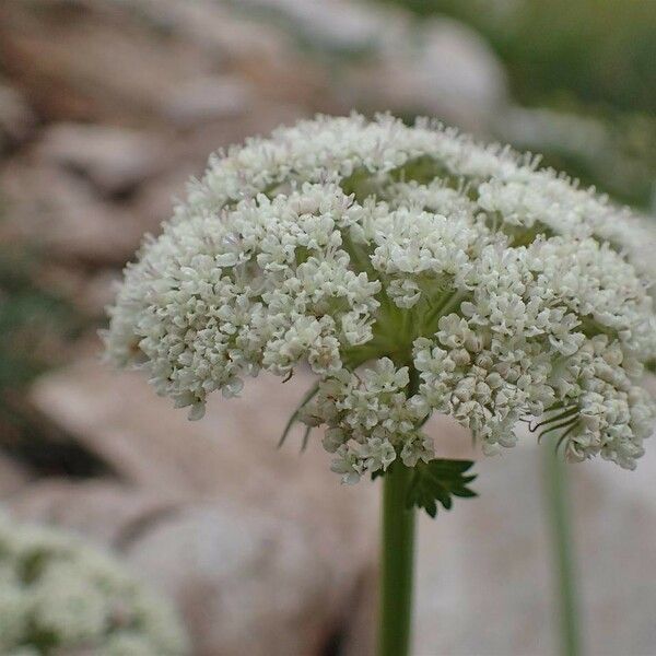 Seseli libanotis Flower