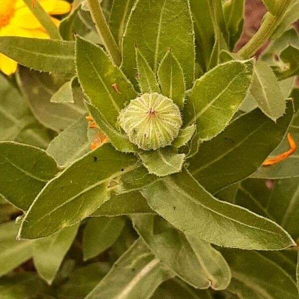 Calendula stellata Leht