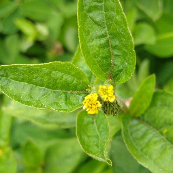 Synedrella nodiflora Lehti