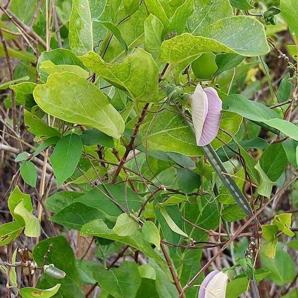 Centrosema pubescens Leaf