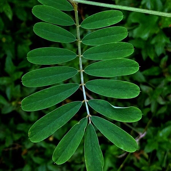 Tephrosia noctiflora Leaf