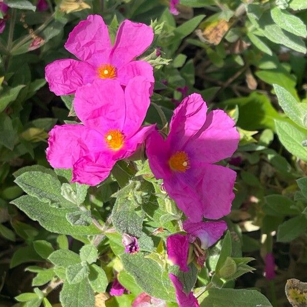 Cistus crispus Flower