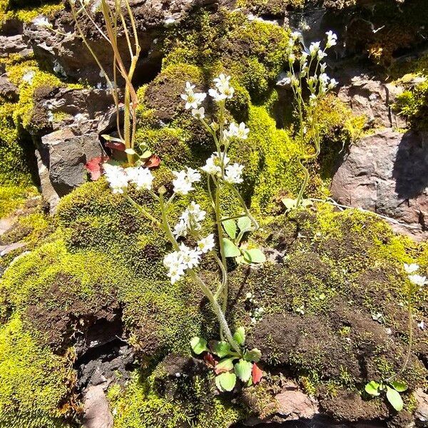 Micranthes virginiensis Blomma