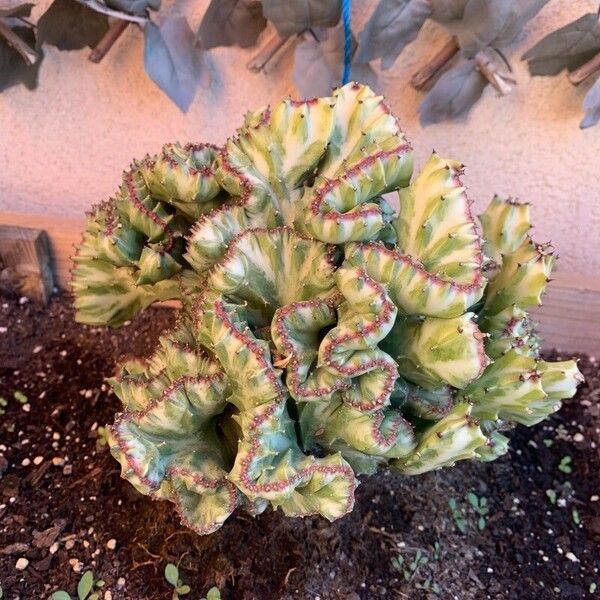 Euphorbia lactea Fuelha