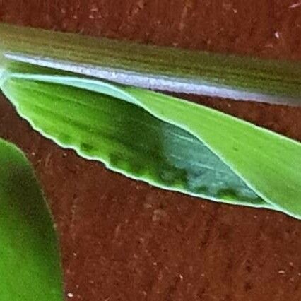 Eriochloa meyeriana Leaf