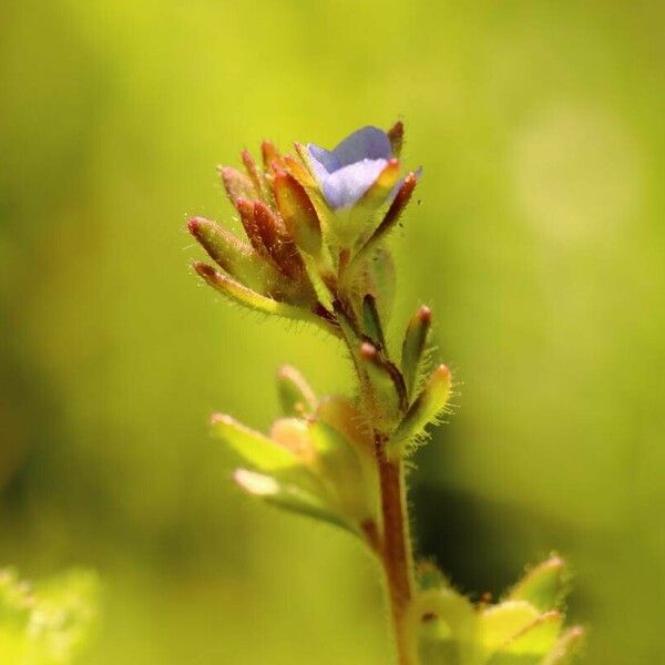 Veronica verna Flor