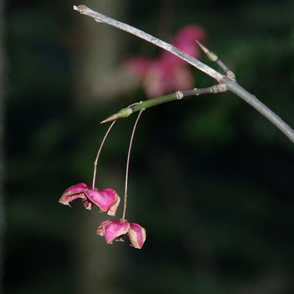 Euonymus latifolius Φρούτο