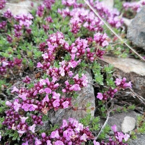 Thymus nervosus ফুল