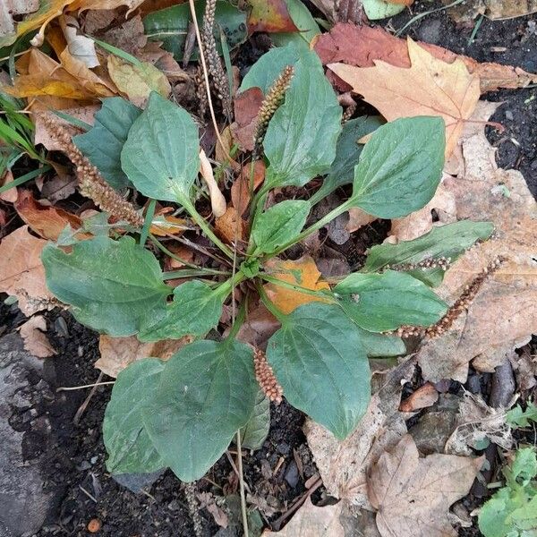 Plantago major Hàbitat