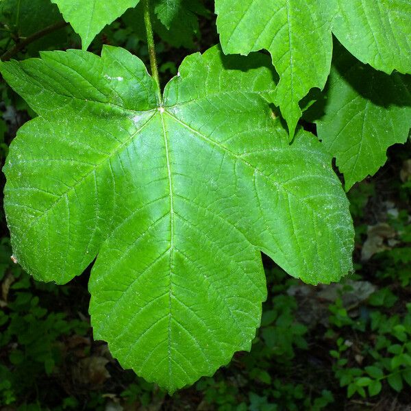 Acer pseudoplatanus 葉