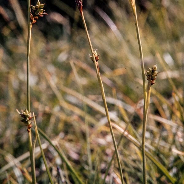 Carex vaginata 整株植物