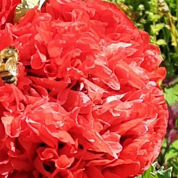 Papaver somniferum Flower