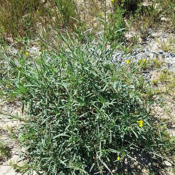 Diplotaxis tenuifolia Συνήθη χαρακτηριστικά