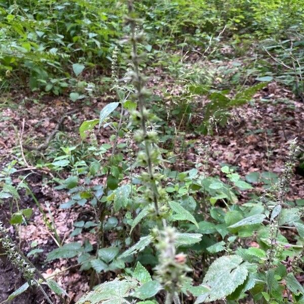 Stachys alpina Blatt