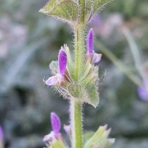 Salvia viridis Λουλούδι