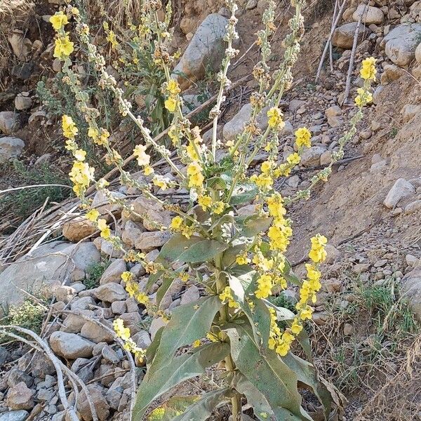 Verbascum pulverulentum Elinympäristö