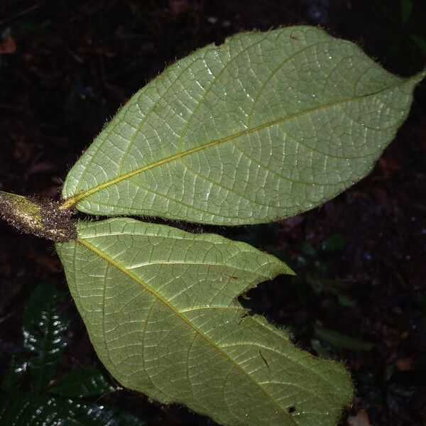 Cordia nodosa Leaf