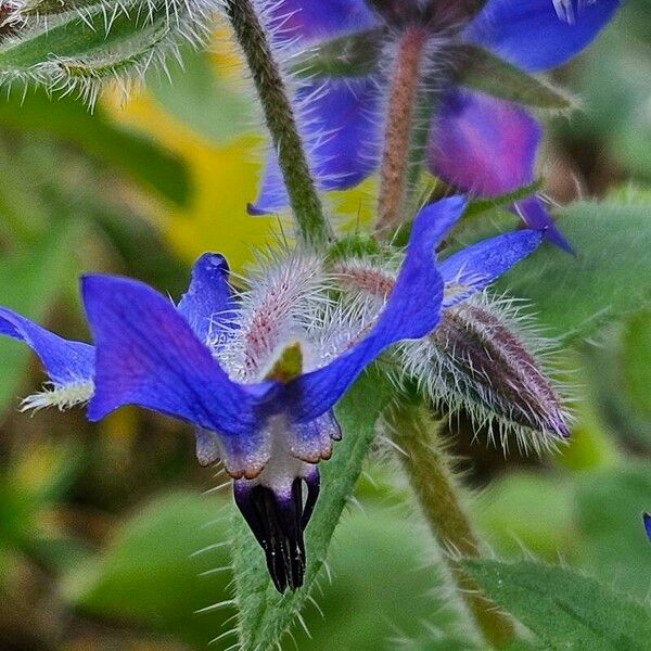 Borago officinalis Blomst